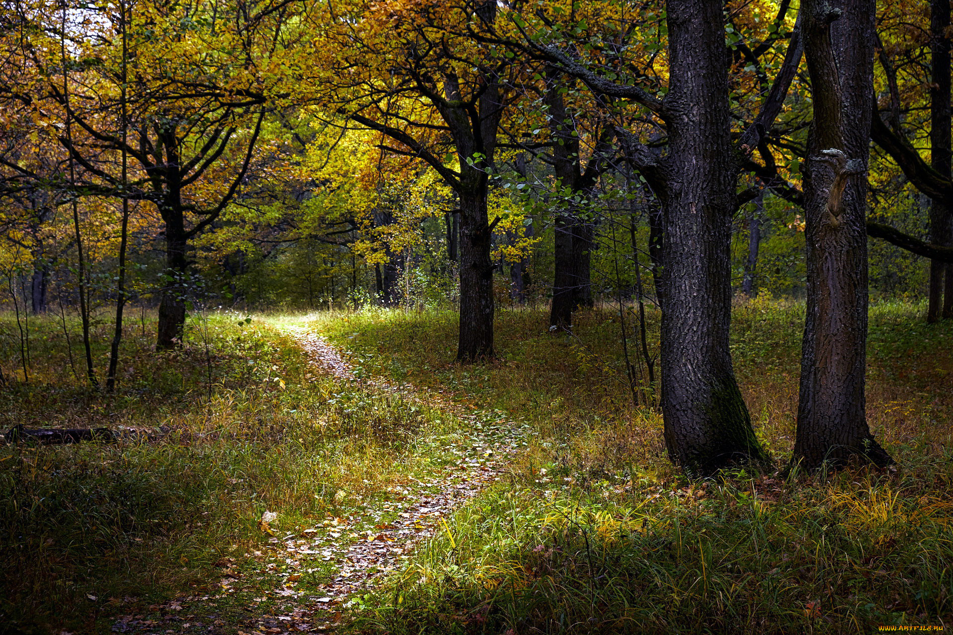 природа, лес, тропинка, трава, деревья