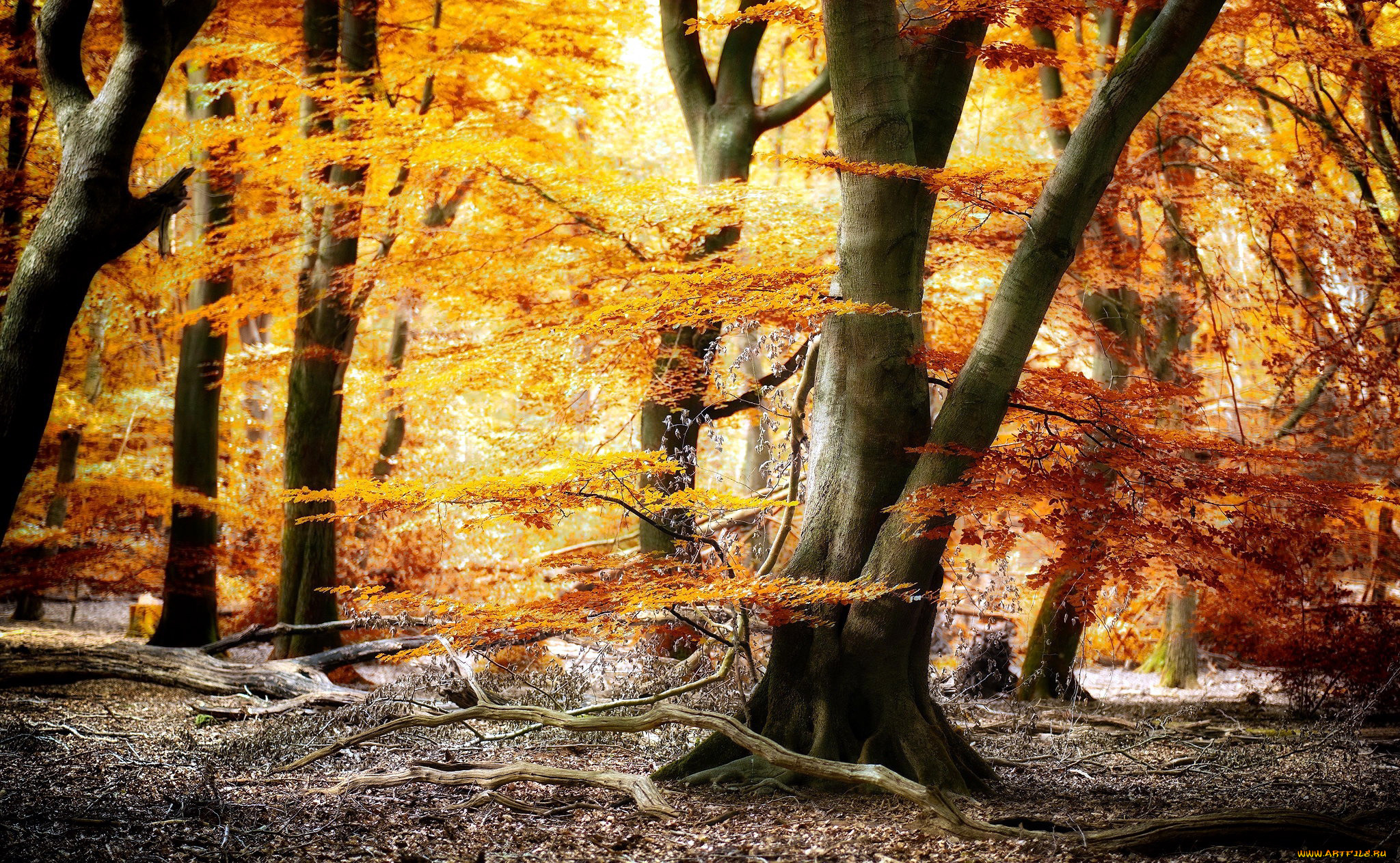 природа, лес, листопад, осень