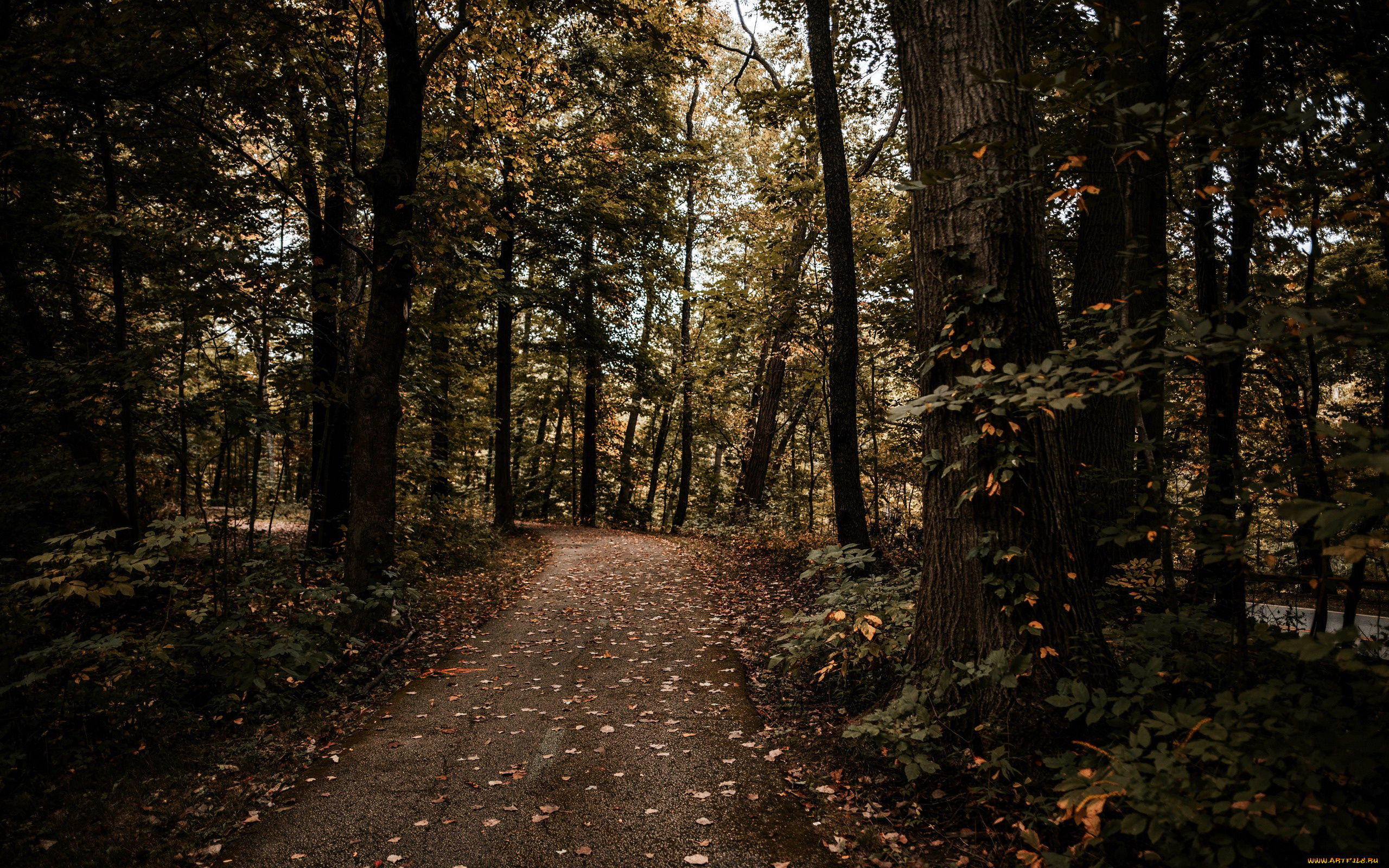 природа, лес, осень, тропинка