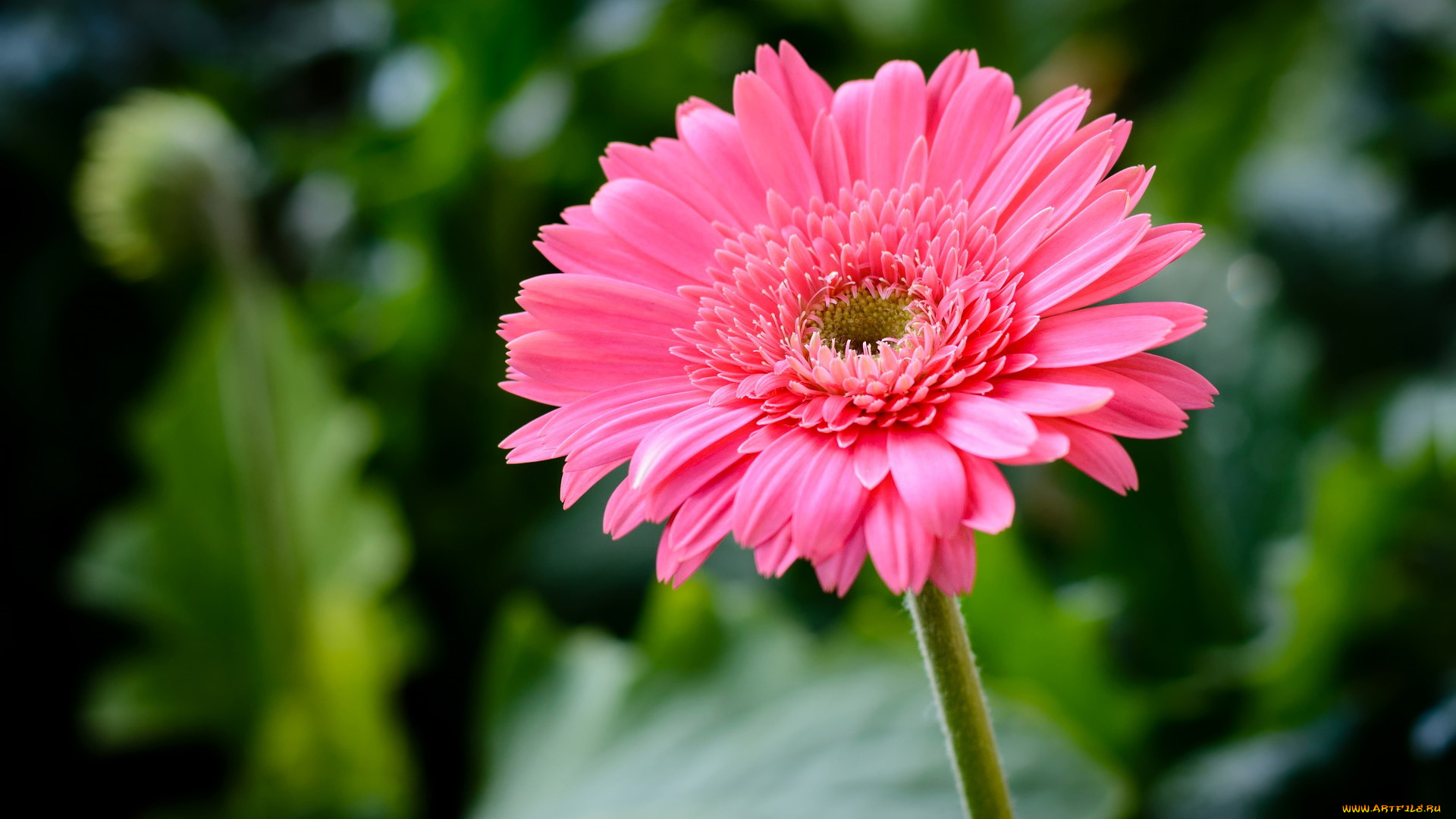 цветы, герберы, розовая, гербера