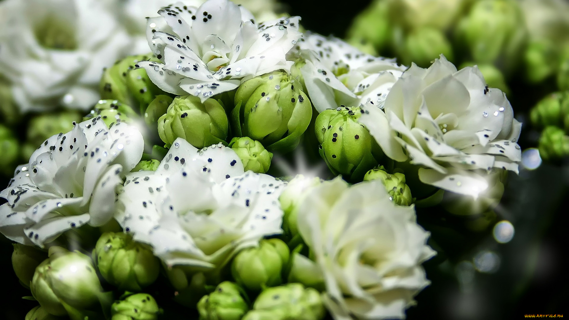 цветы, каланхоэ, бутоны, белое