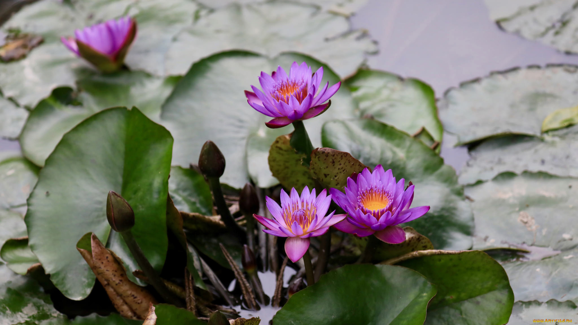 цветы, лилии, водяные, , нимфеи, , кувшинки, листья, лилии, бутоны