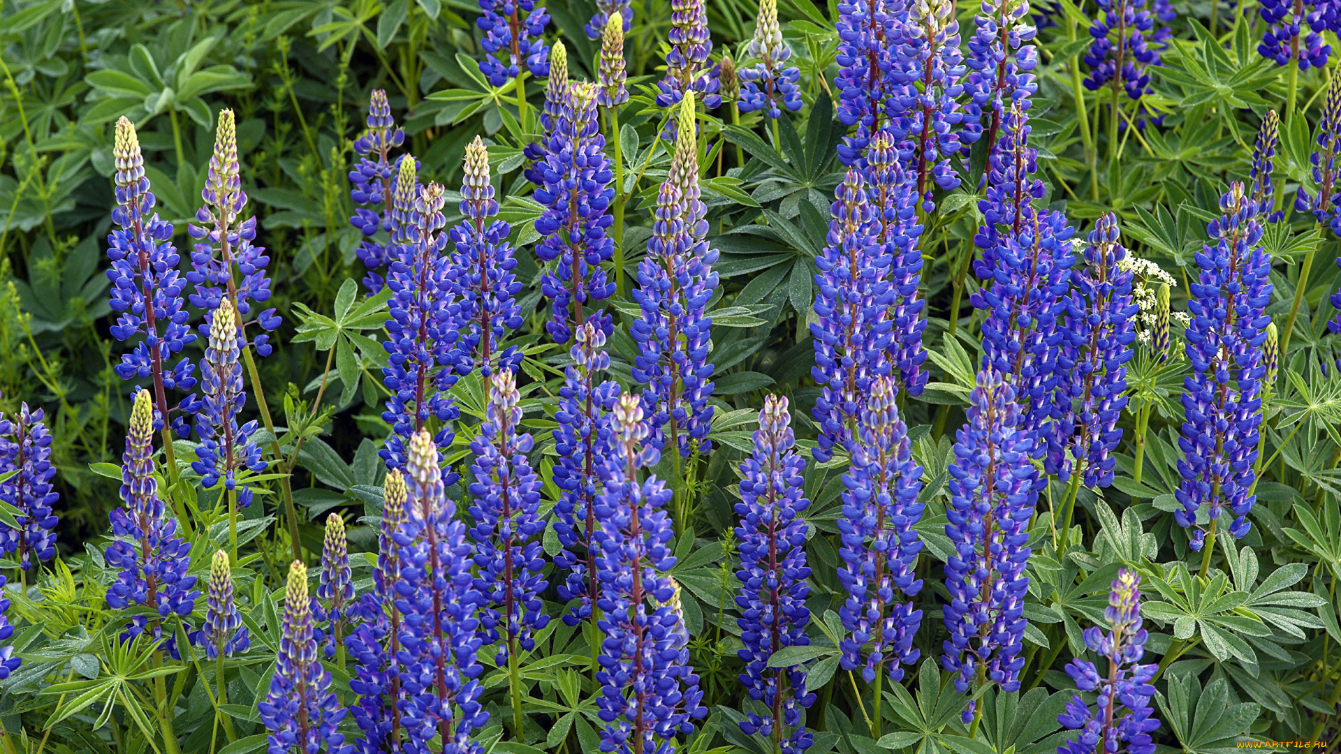 цветы, люпин, синий