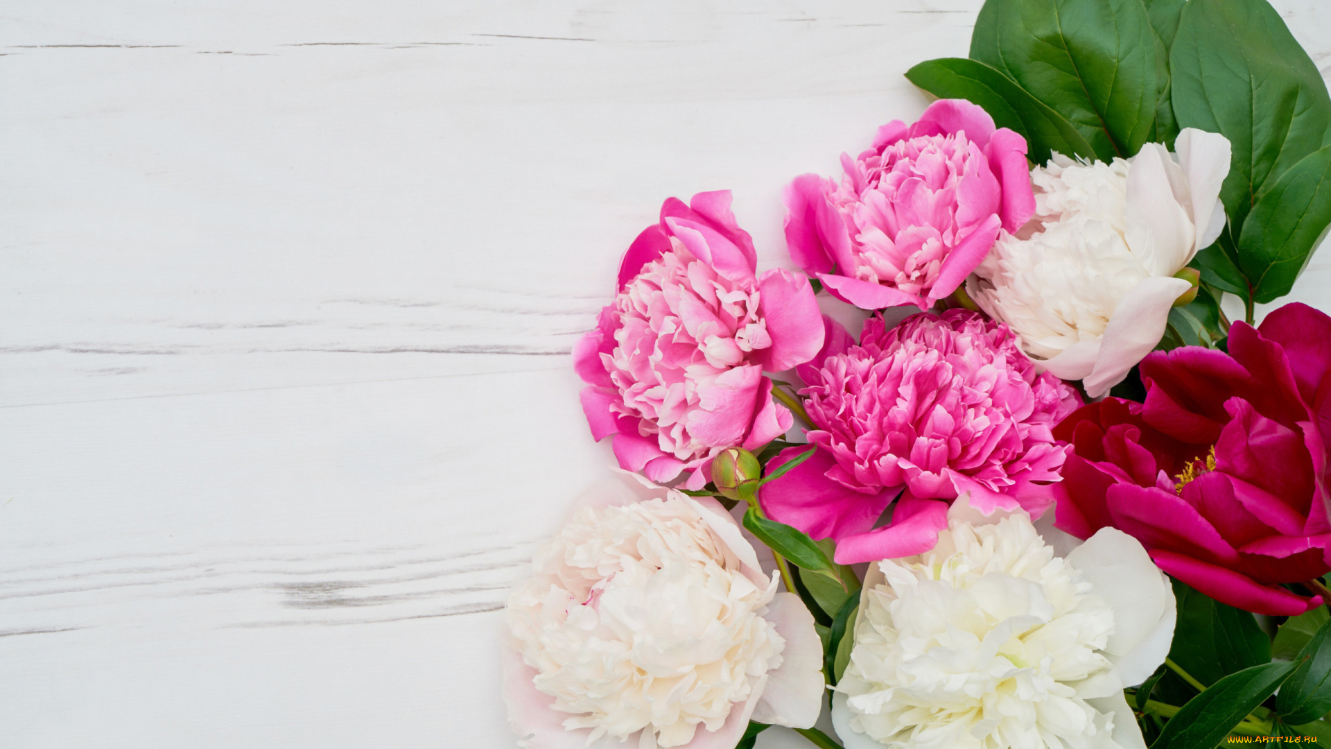 цветы, пионы, белые, розовые