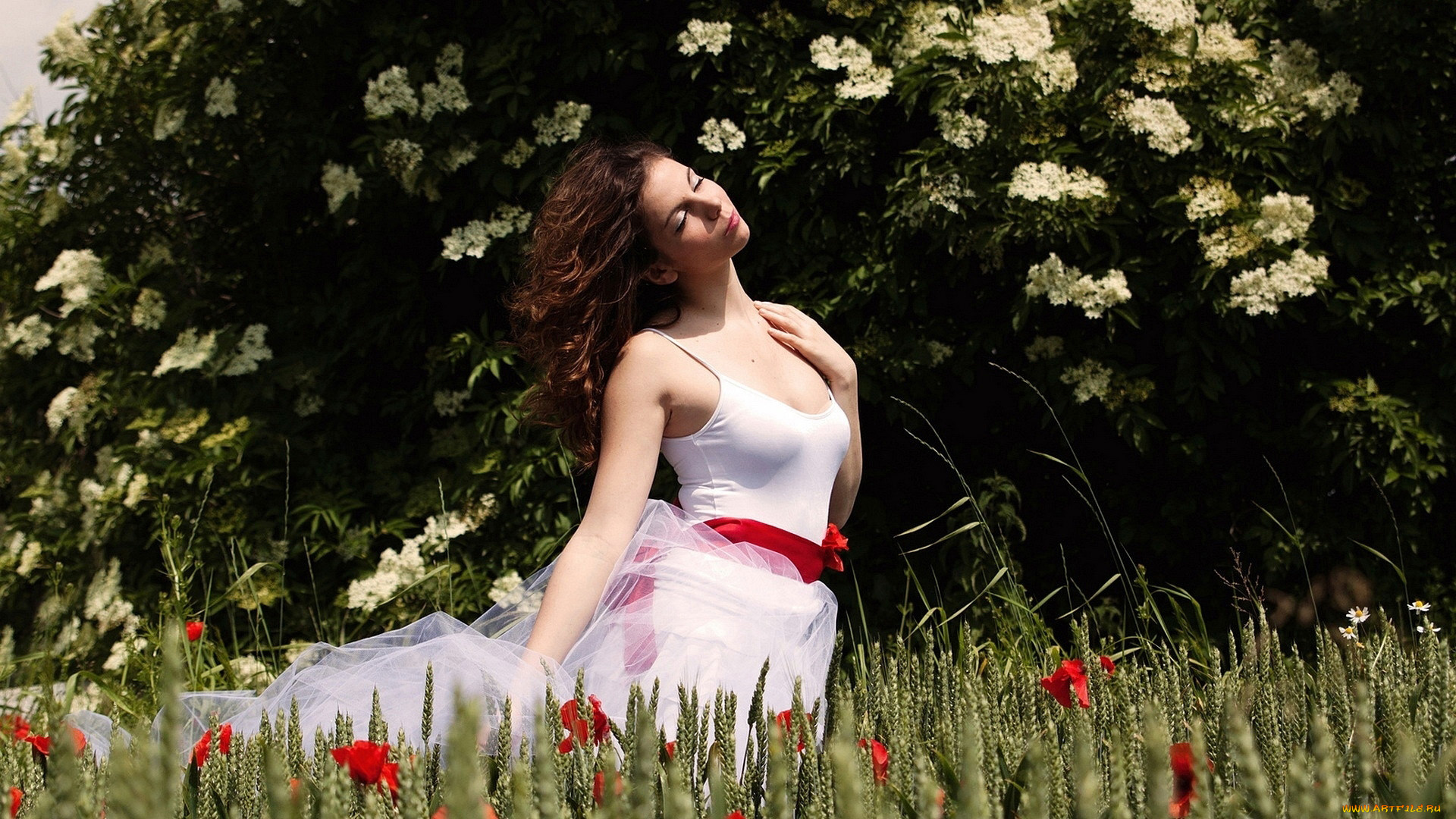 девушки, -, брюнетки, , шатенки, куст, маки, шелковое, платье