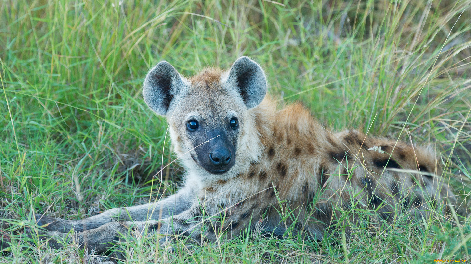 гиена, животные, гиены, , гиеновые, собаки, hyena, щенок, гиеновые, хищник, млекопитающее, шерсть, когти, оскал, зубы, африка