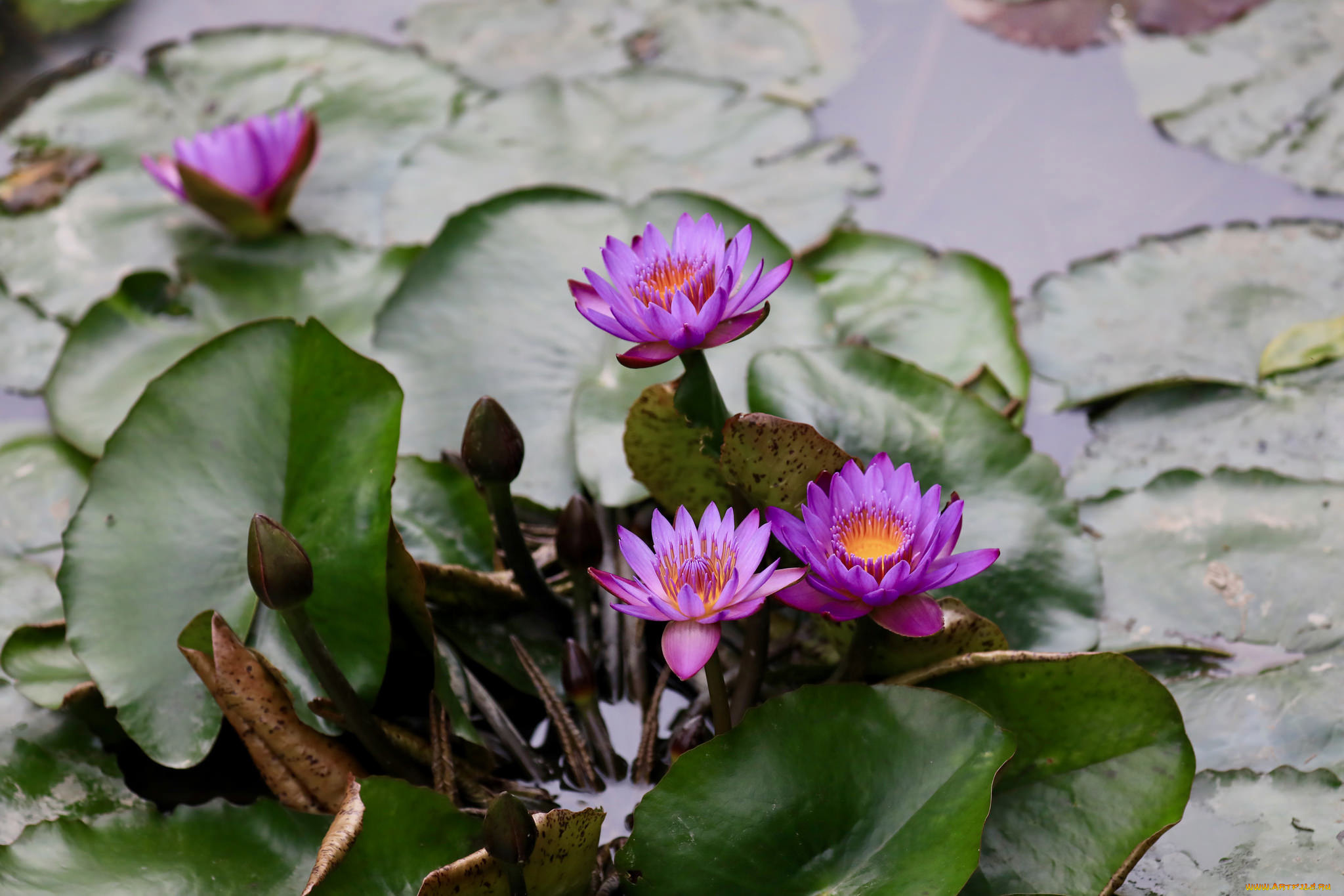 цветы, лилии, водяные, , нимфеи, , кувшинки, листья, лилии, бутоны