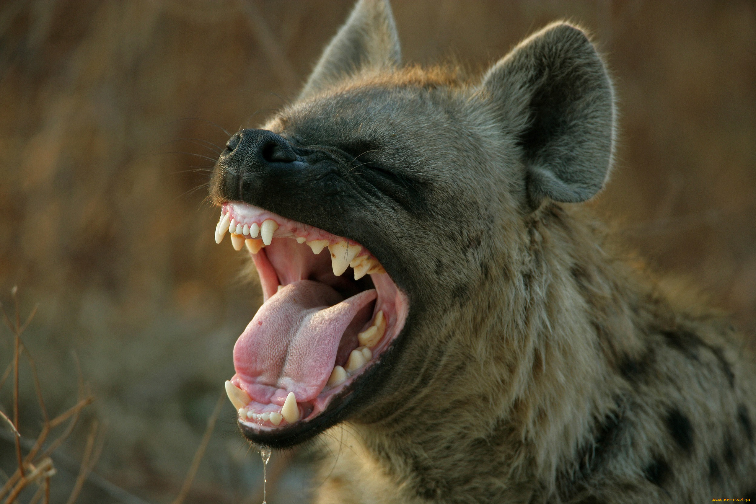 гиена, животные, гиены, , гиеновые, собаки, hyena, гиеновые, хищник, млекопитающее, шерсть, когти, оскал, зубы, африка