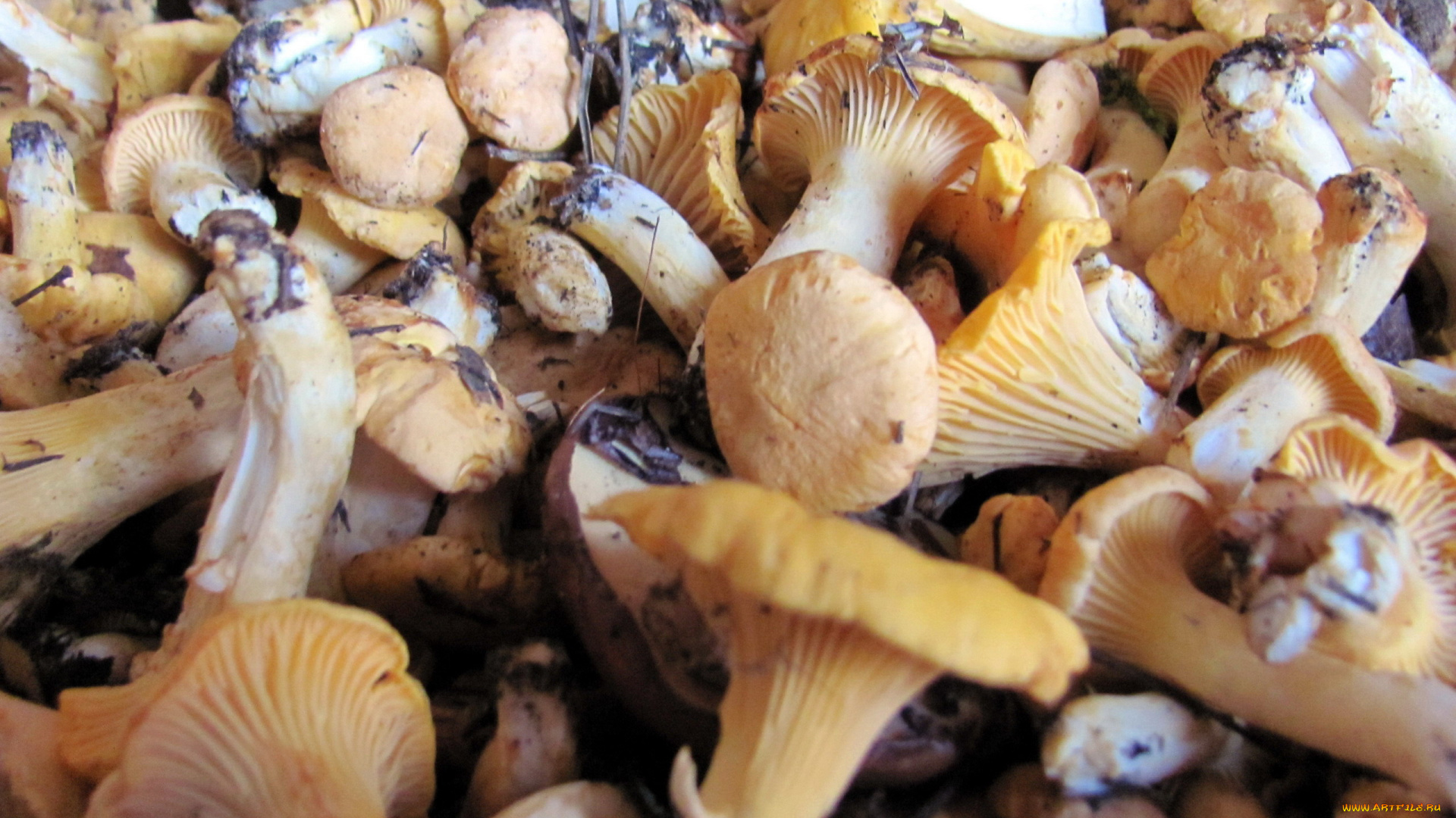 еда, грибы, , грибные, блюда, лисички