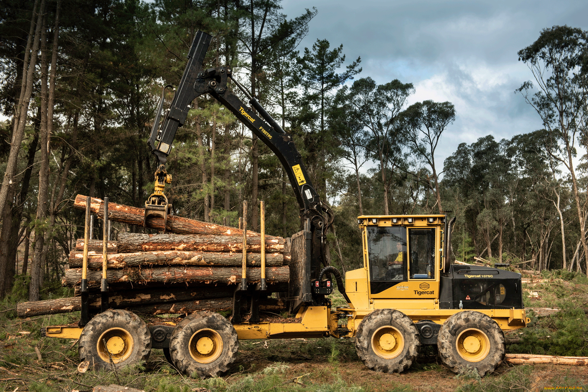 техника, лесоповалочная, техника, tigercat