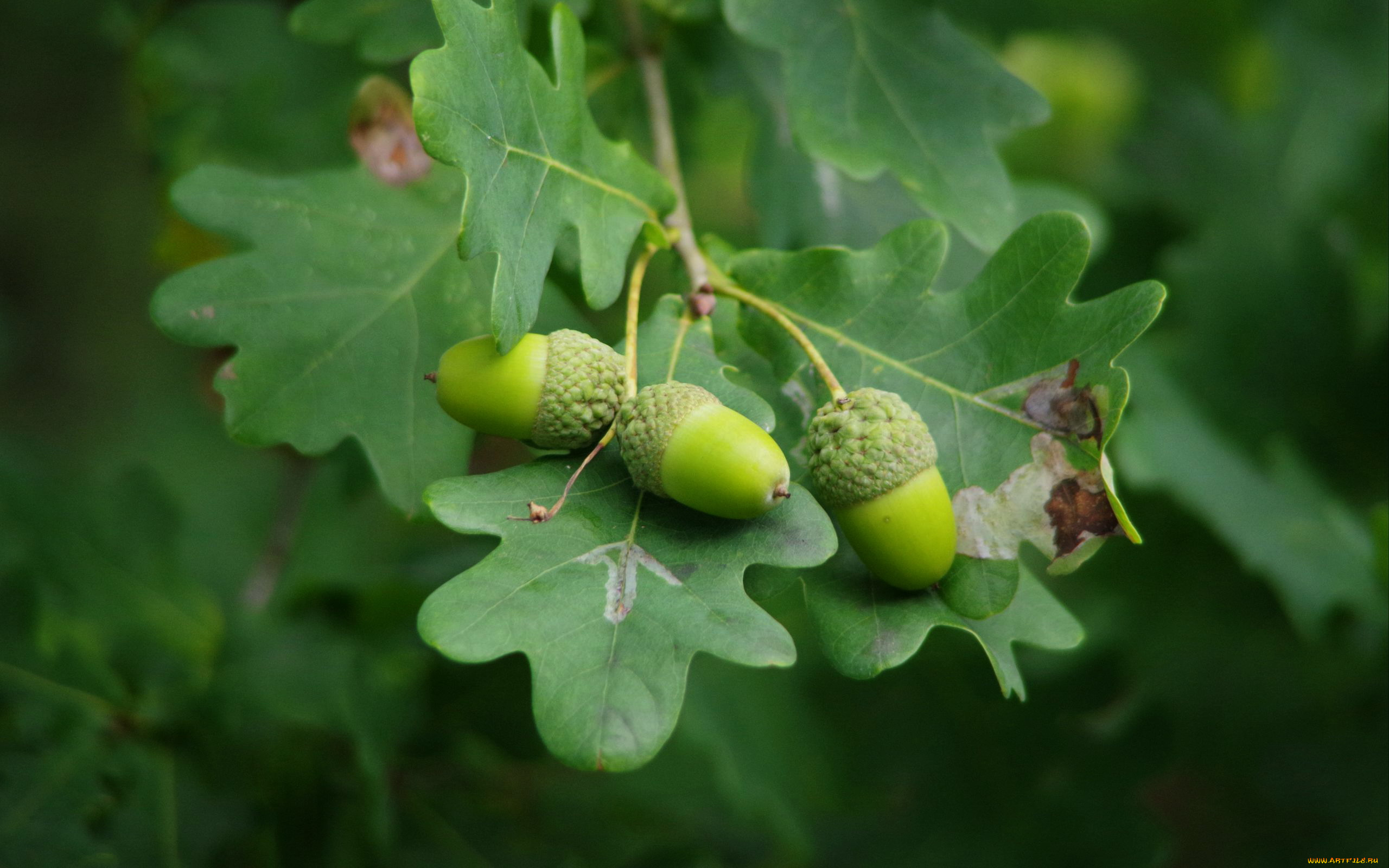 природа, шишки, , жёлуди, , каштаны, желуди