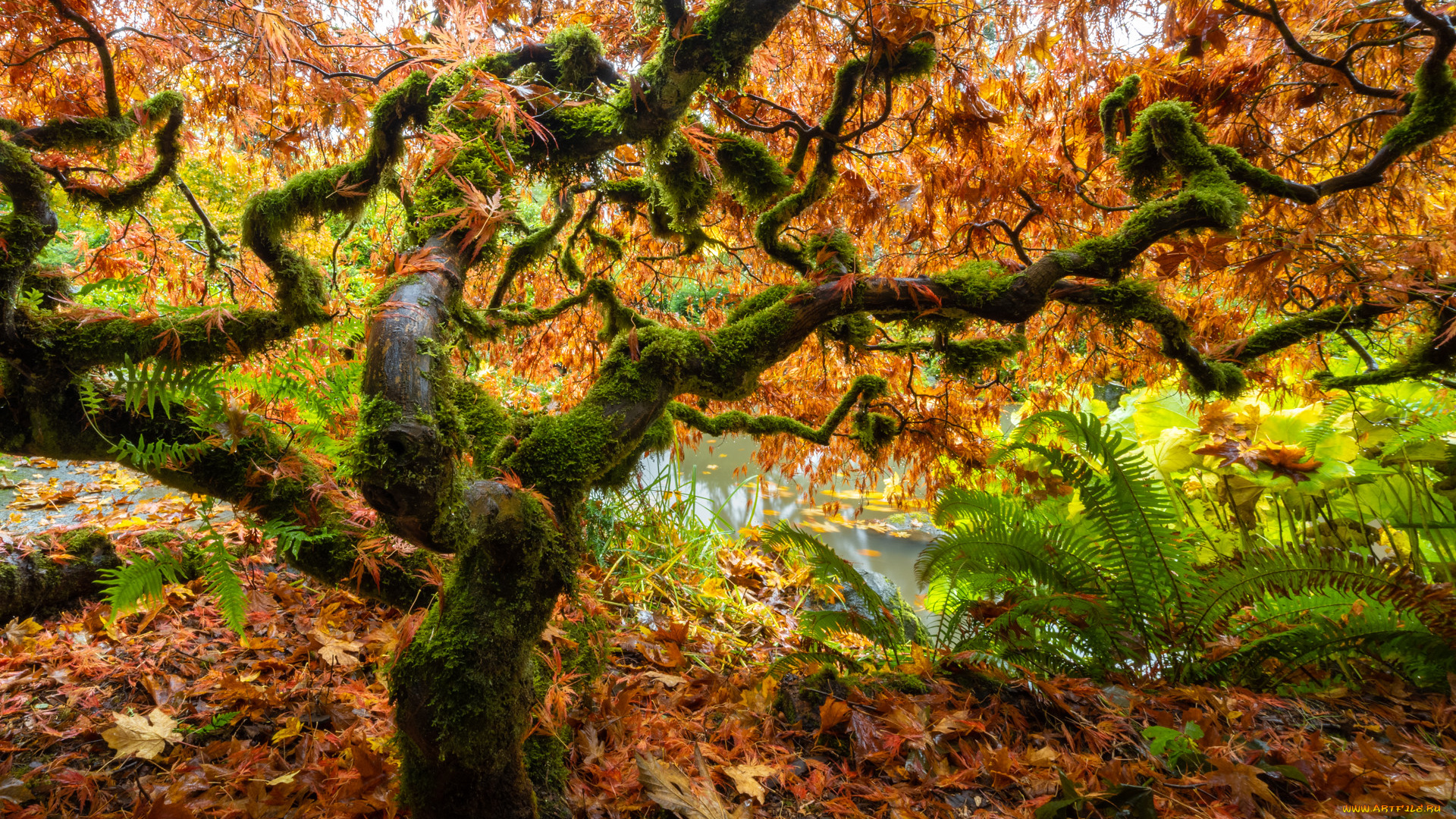 природа, деревья, осень