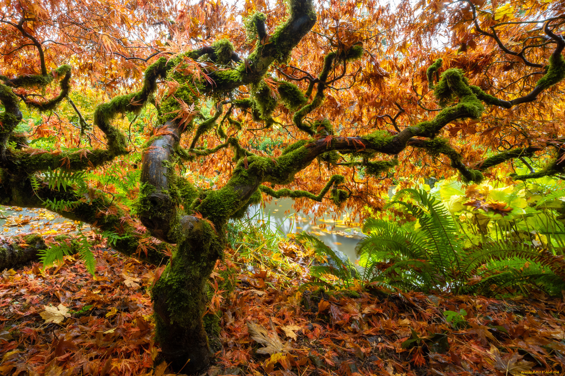 природа, деревья, осень