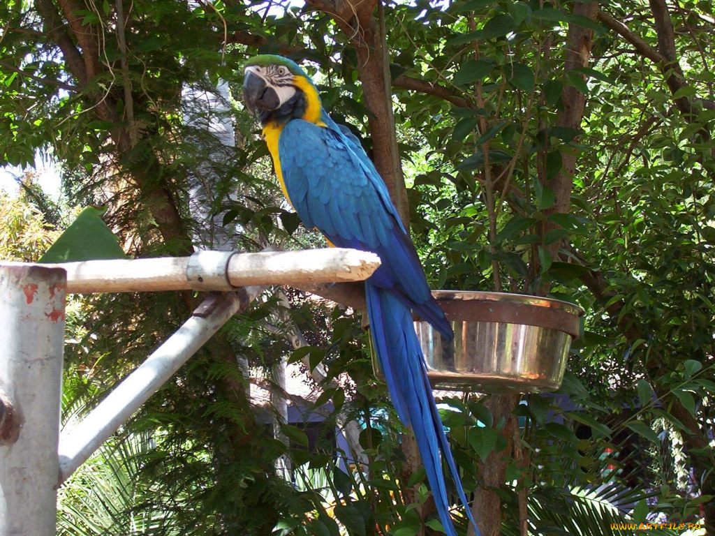 животные, попугаи