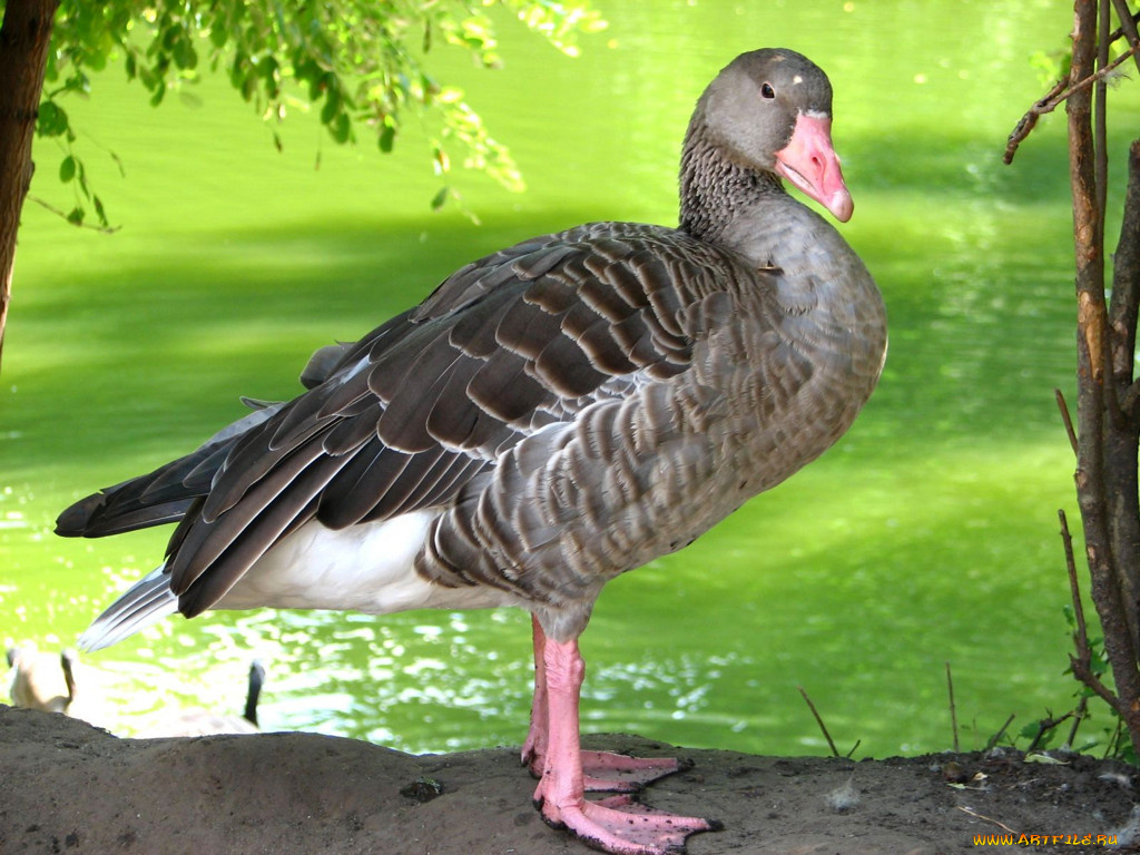 животные, гуси