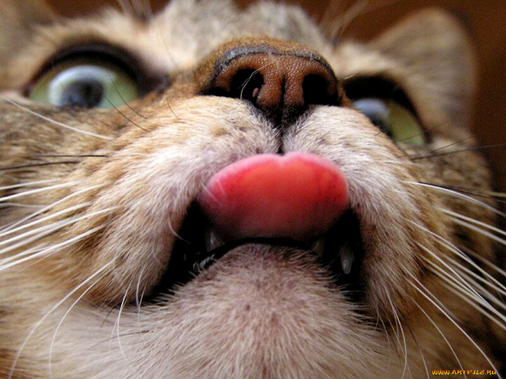 животные, коты