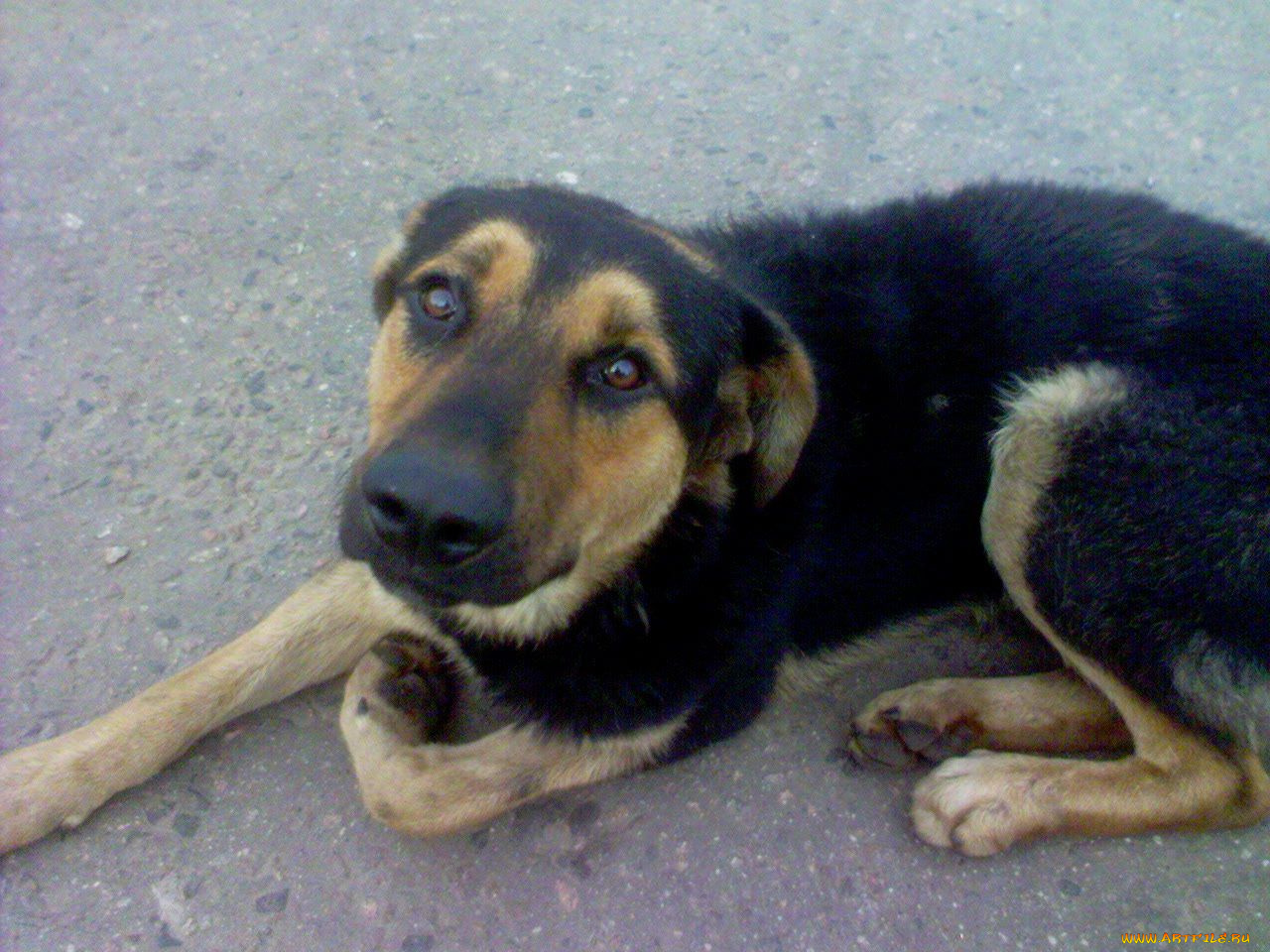 животные, собаки