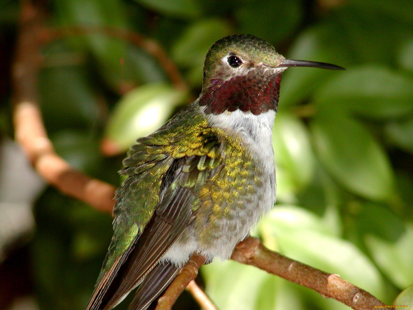 животные, колибри