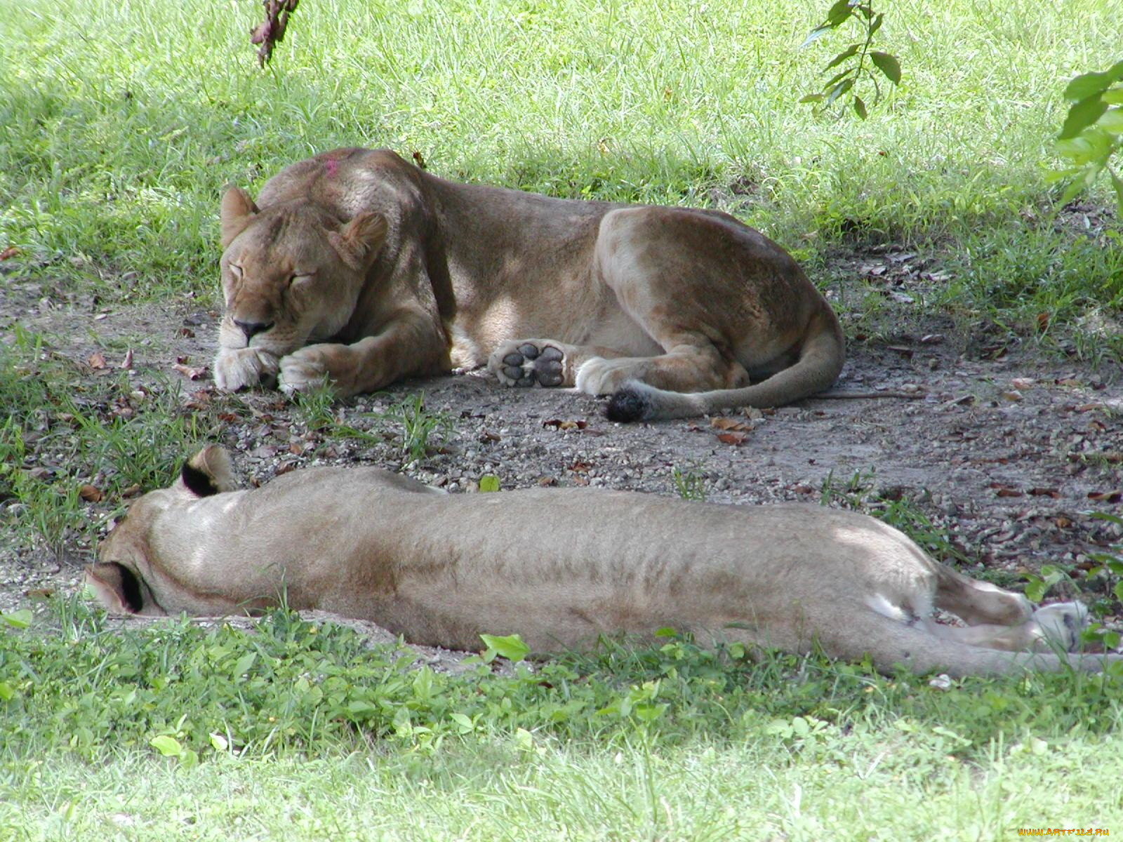животные, львы