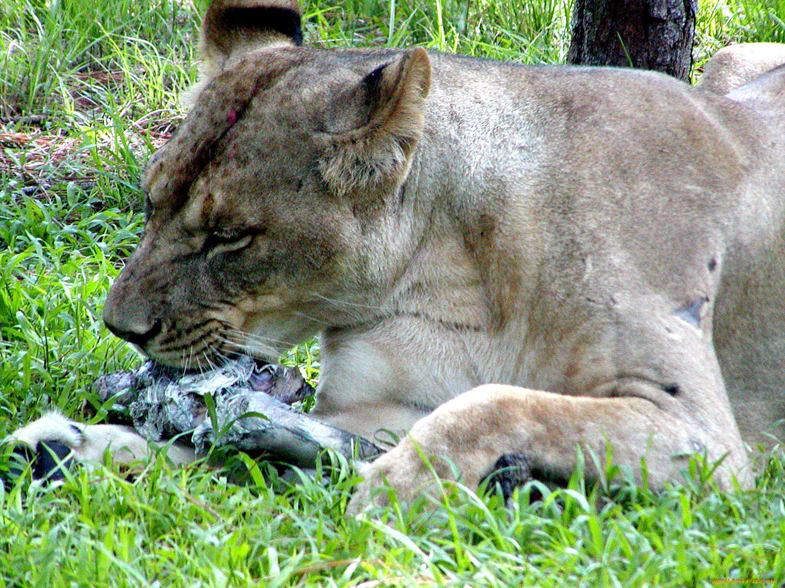 животные, львы