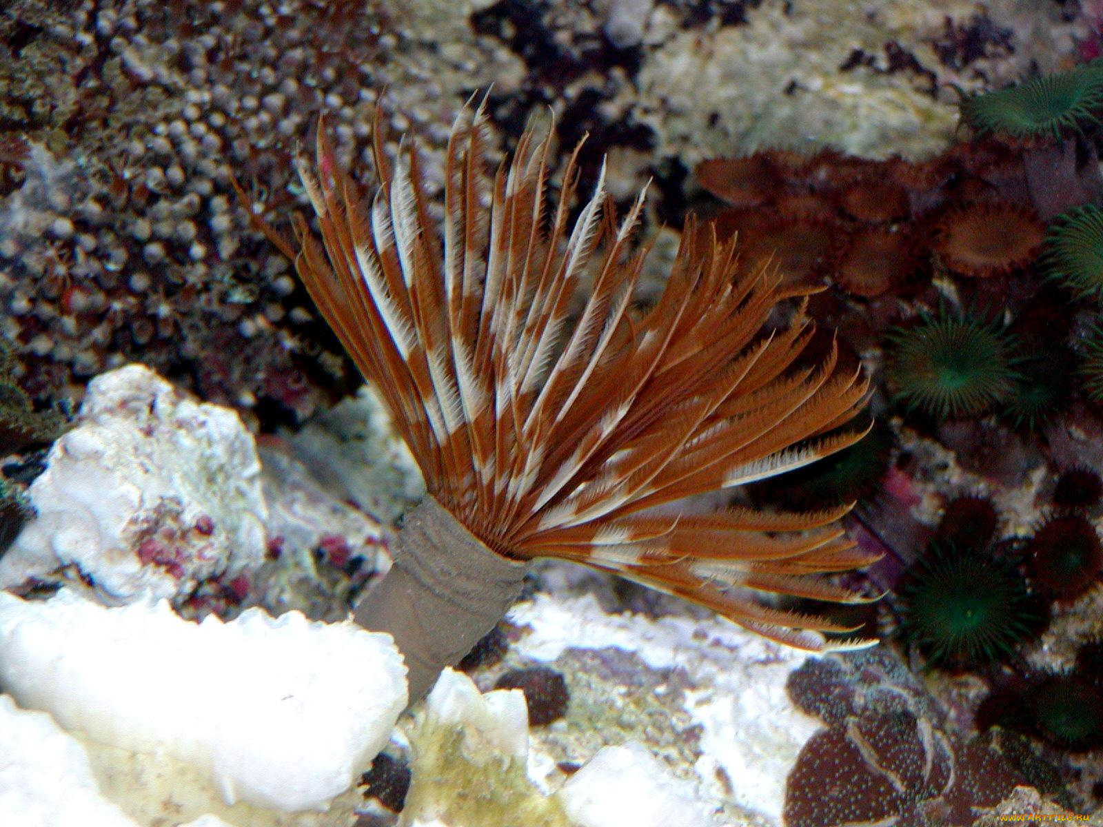 животные, морская, фауна