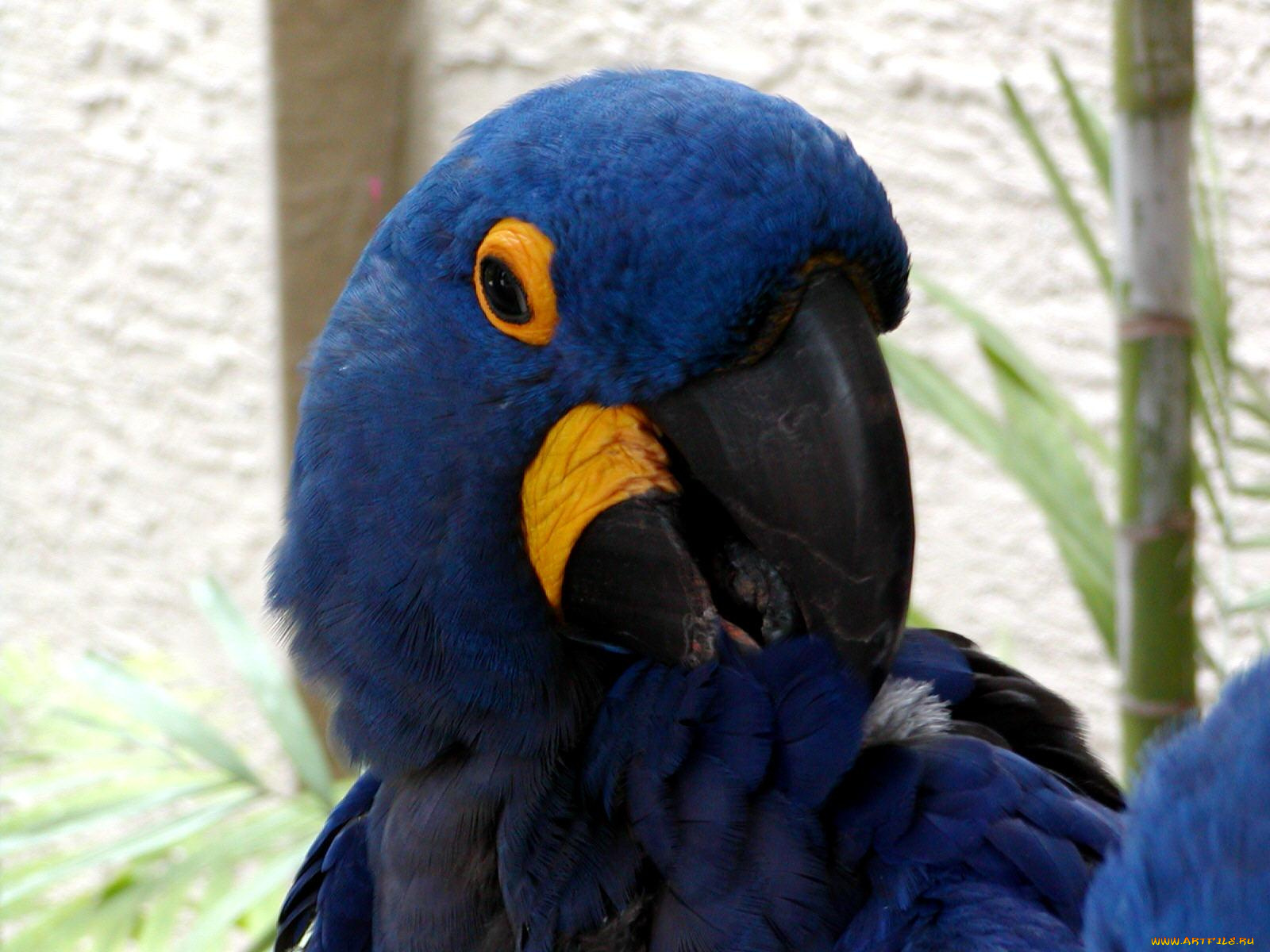 животные, попугаи