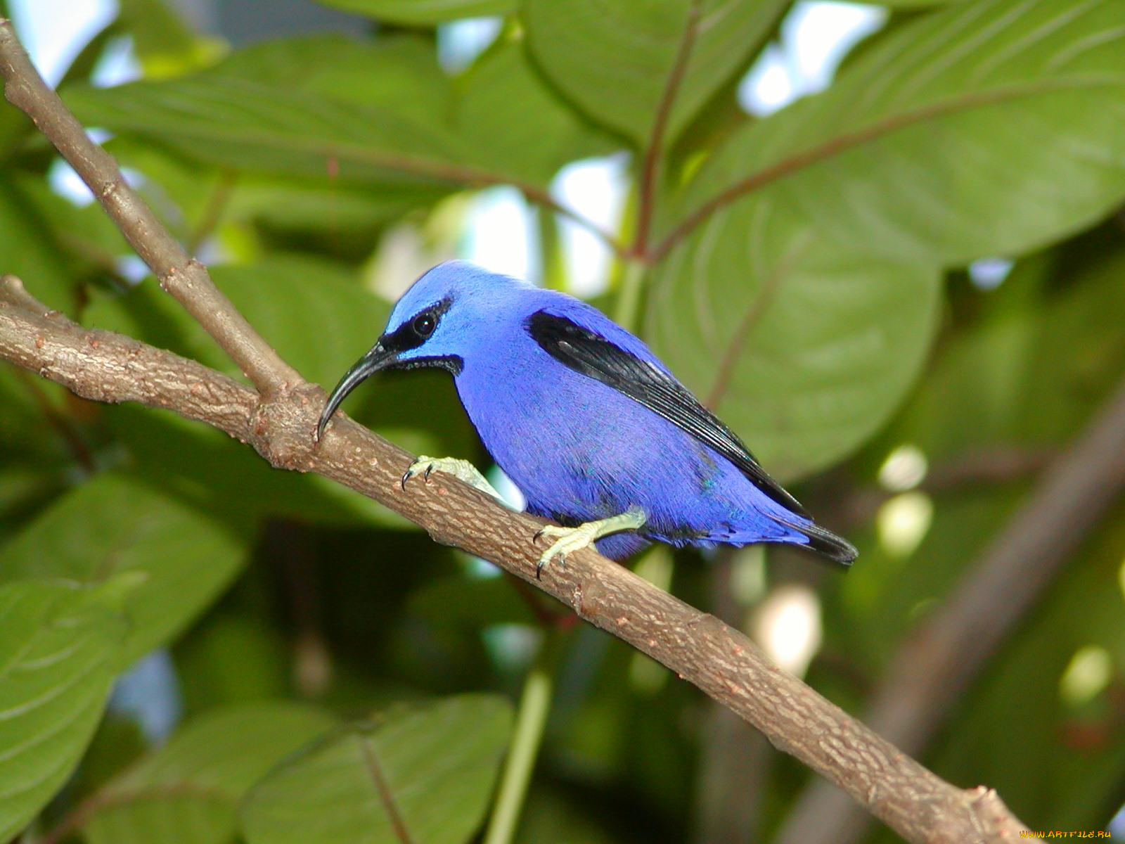 животные, птицы