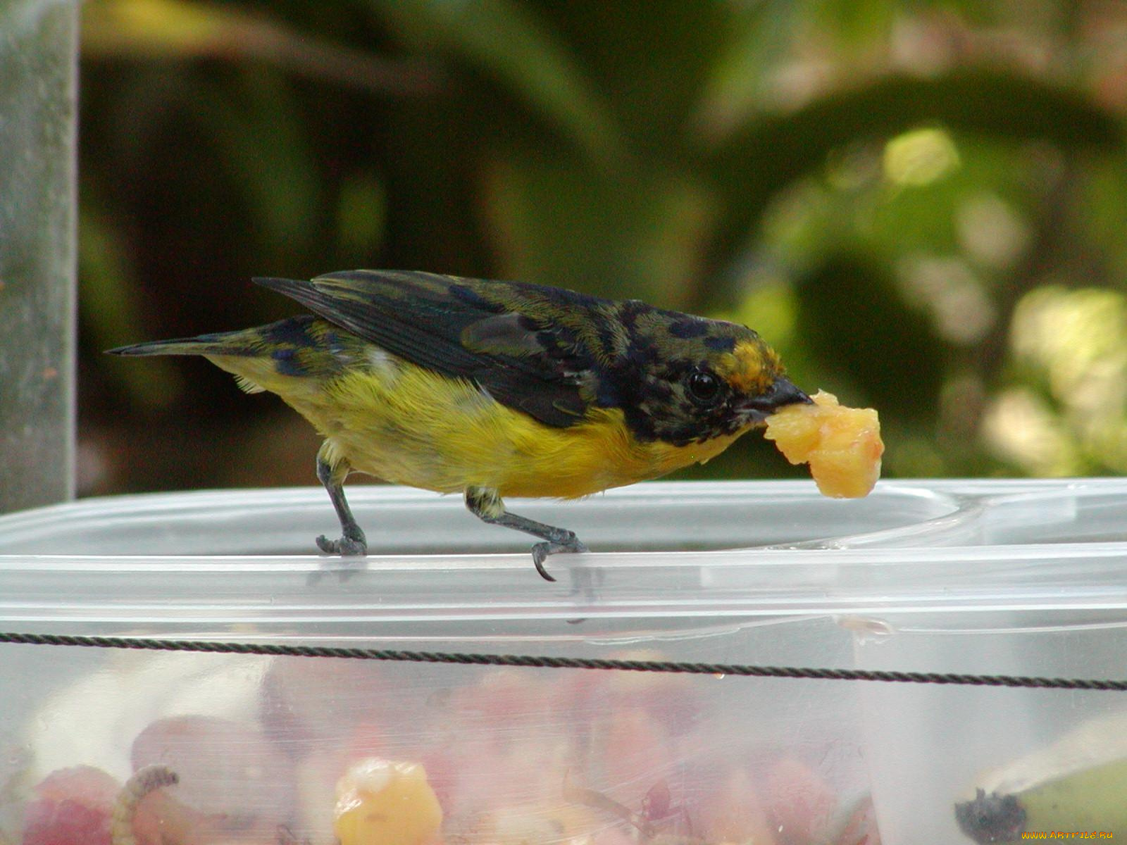 животные, птицы