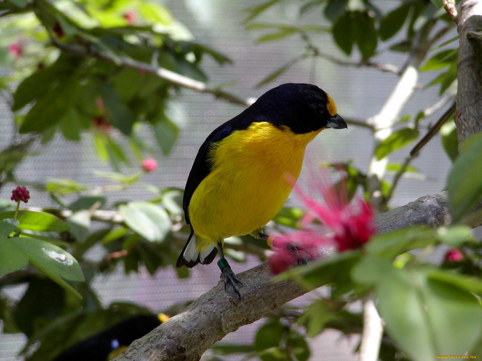 животные, птицы