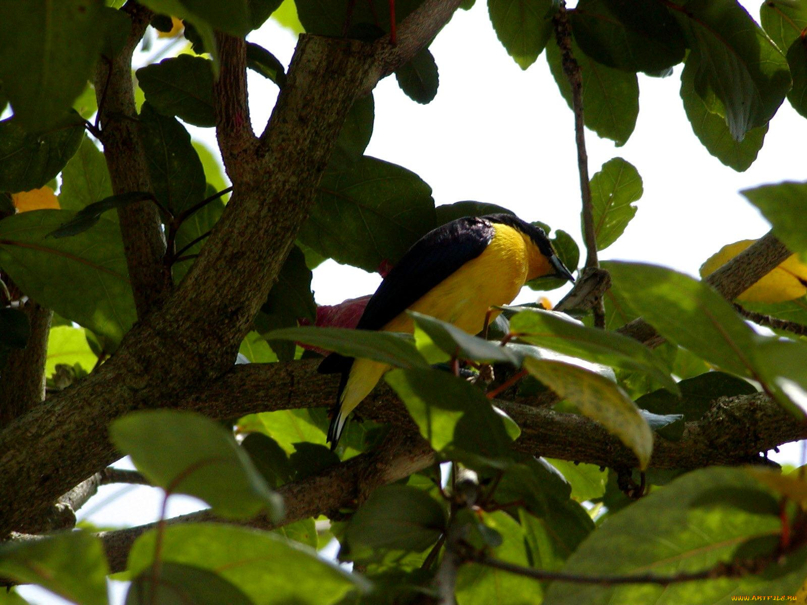 животные, птицы