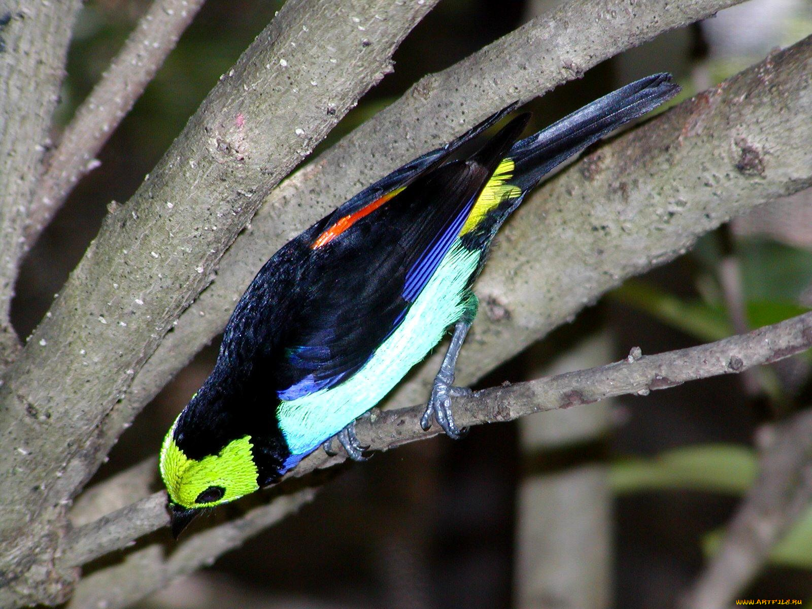 животные, птицы