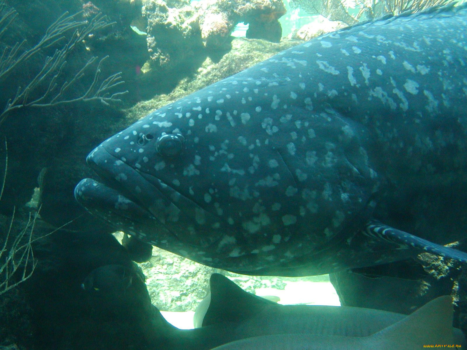 животные, рыбы