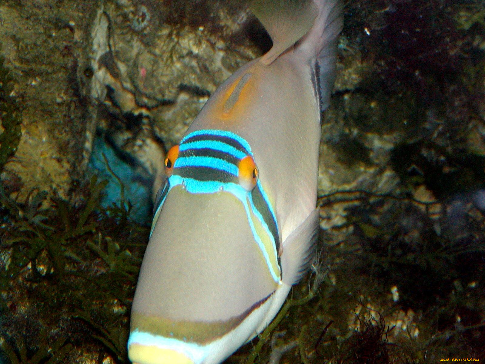 животные, рыбы