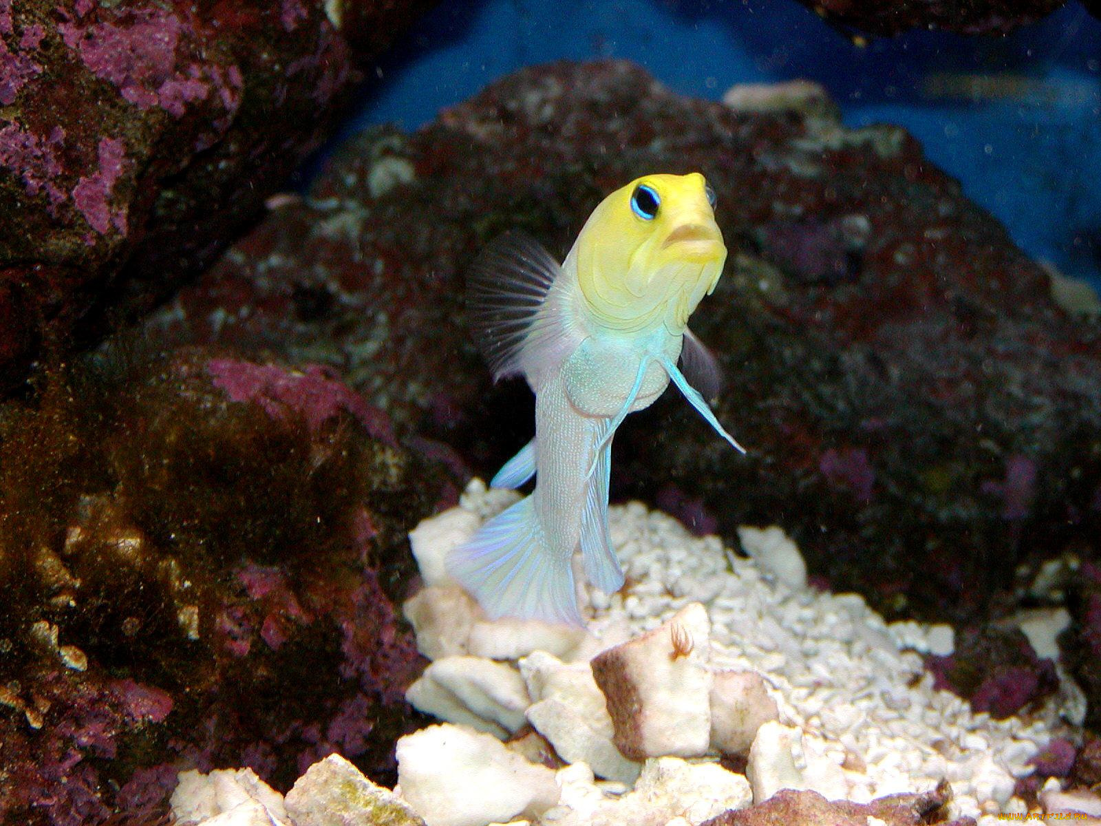 животные, рыбы