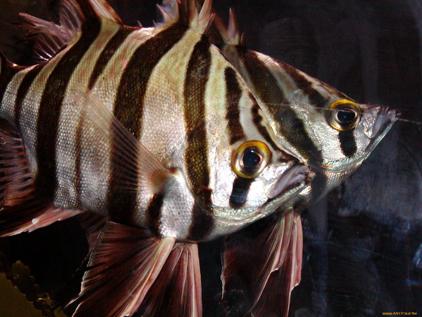 животные, рыбы