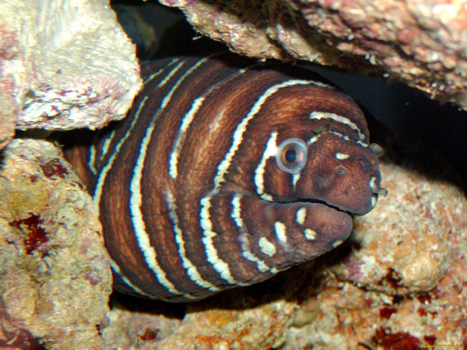 животные, рыбы