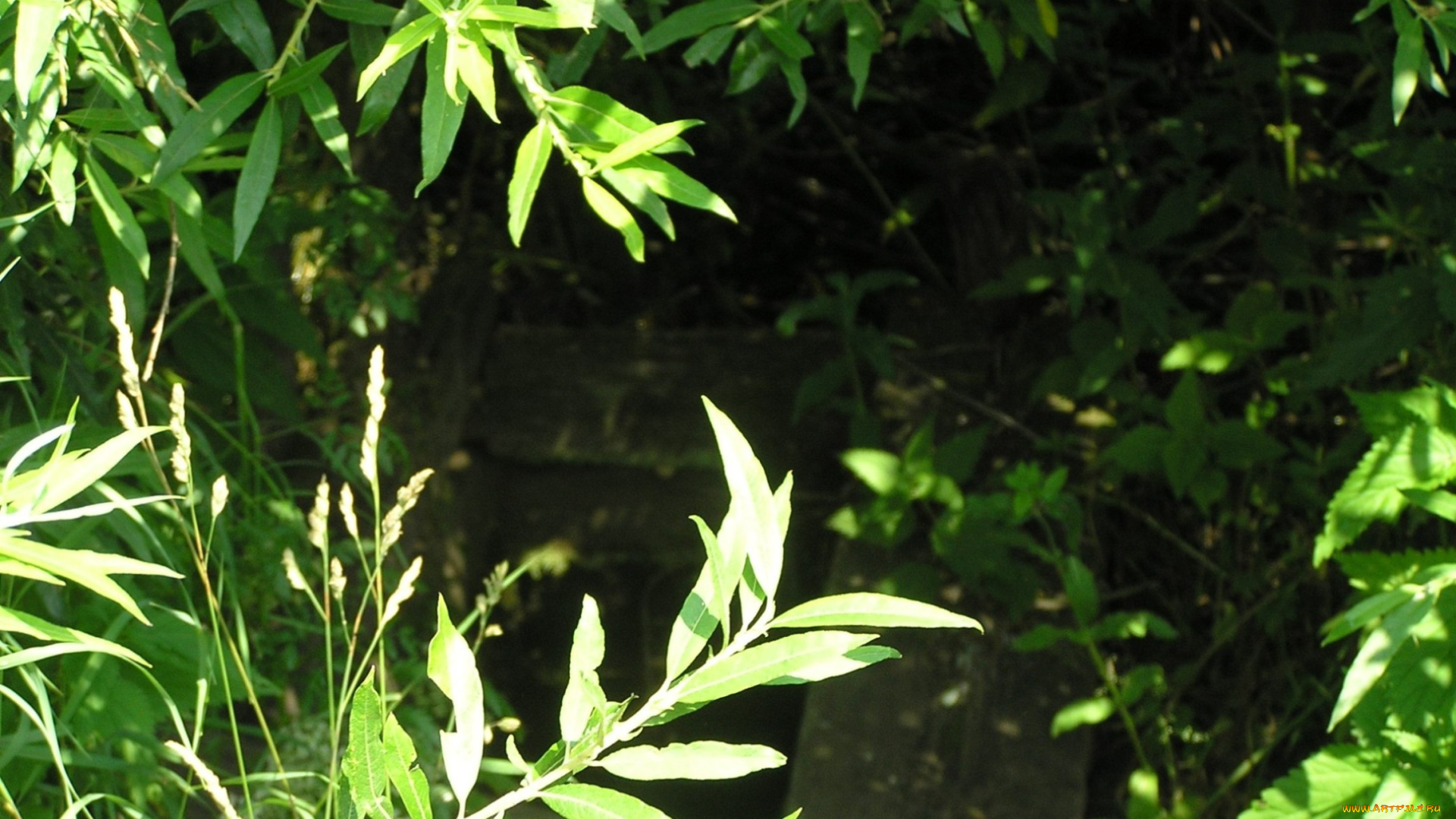 колодец, природа