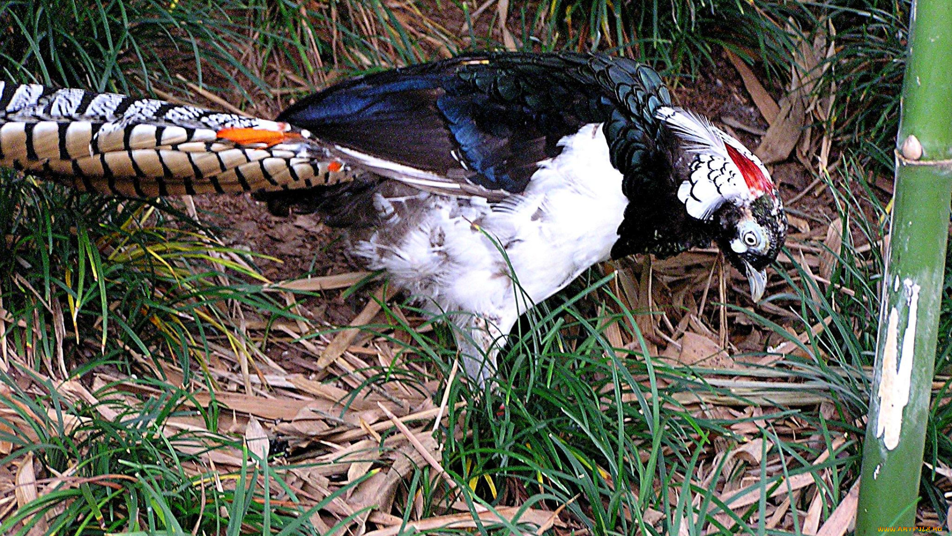 животные, глухари, тетерева, фазаны