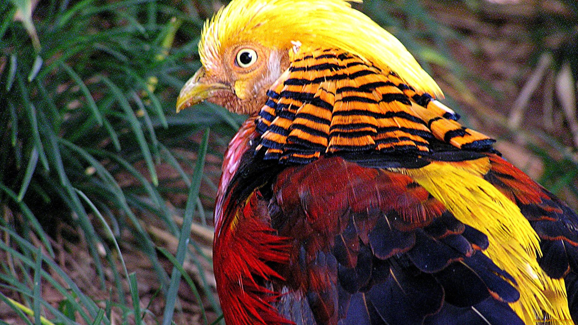 животные, глухари, тетерева, фазаны