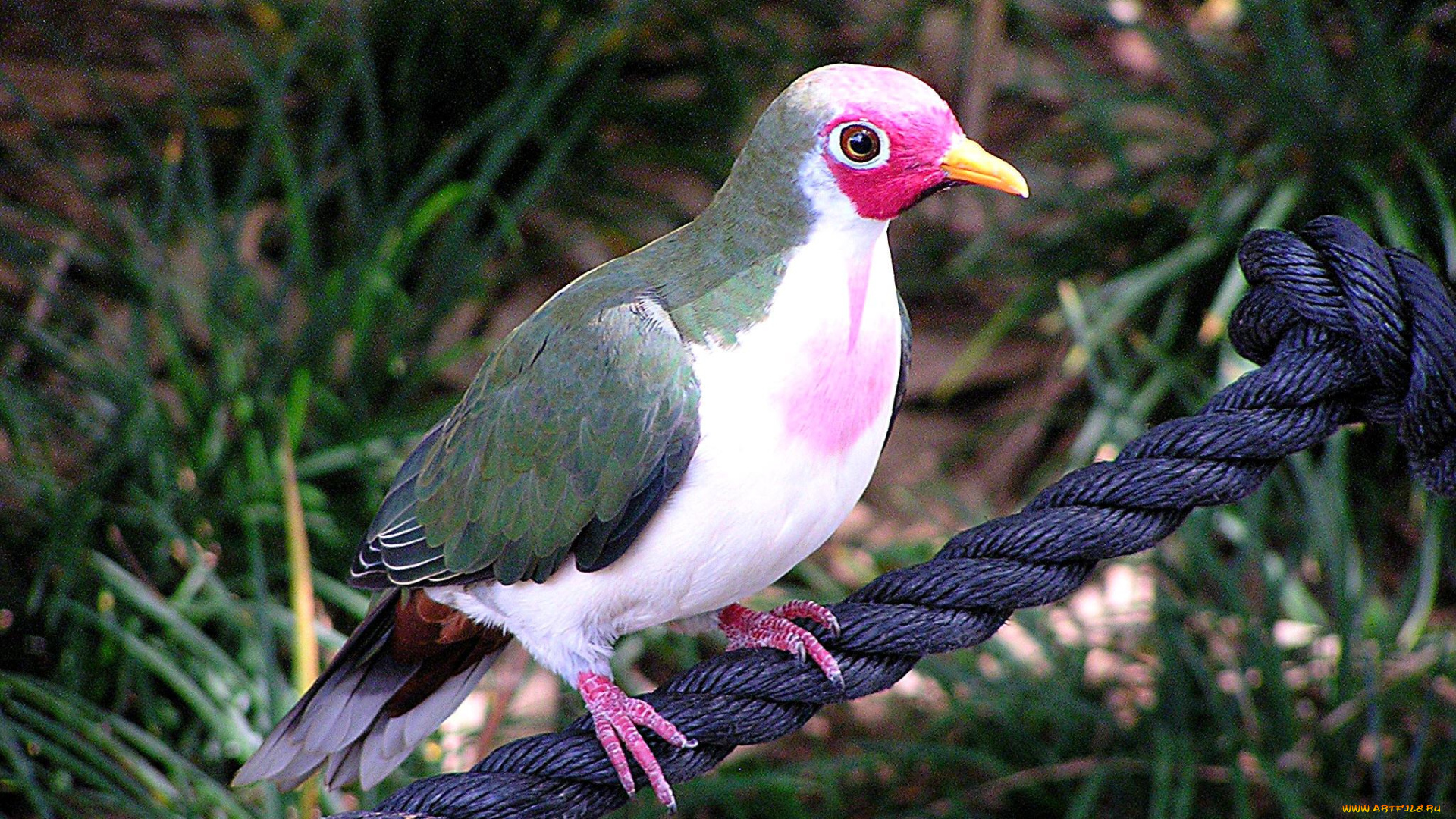 животные, голуби