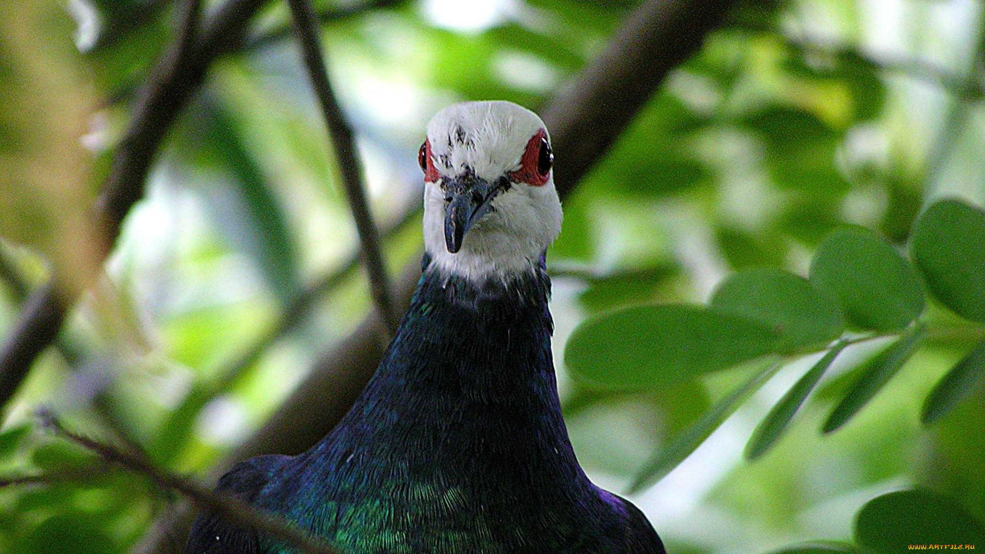 животные, голуби