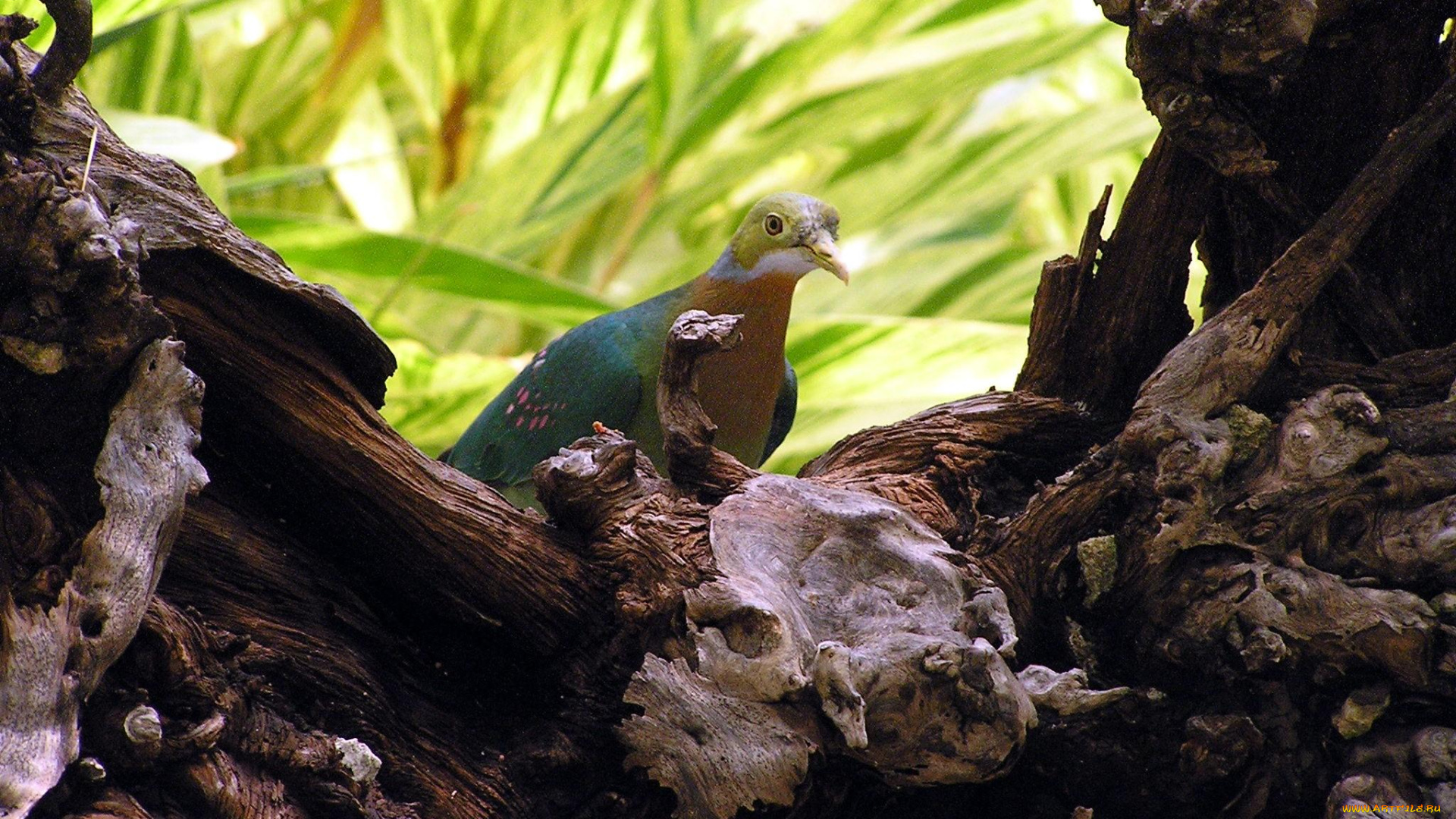 животные, голуби