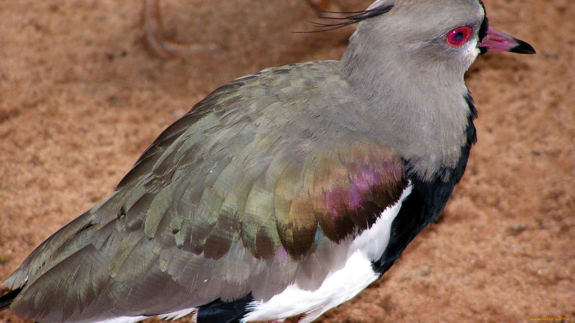 животные, голуби