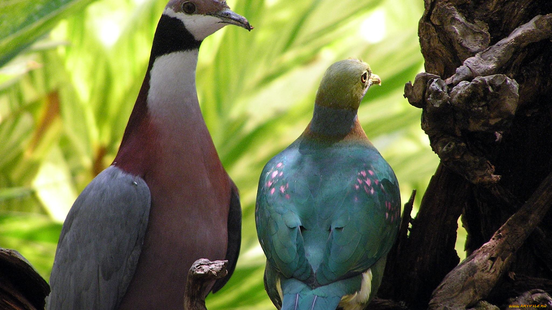 животные, голуби