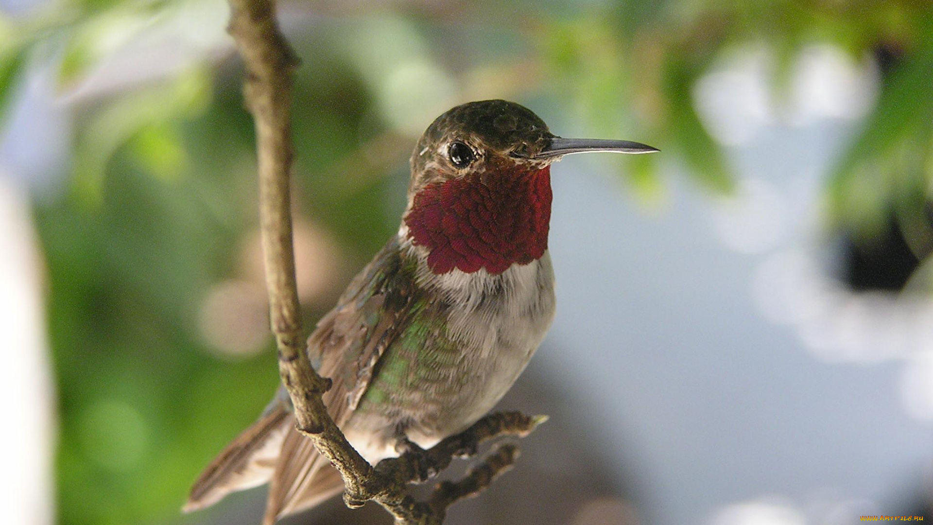 животные, колибри