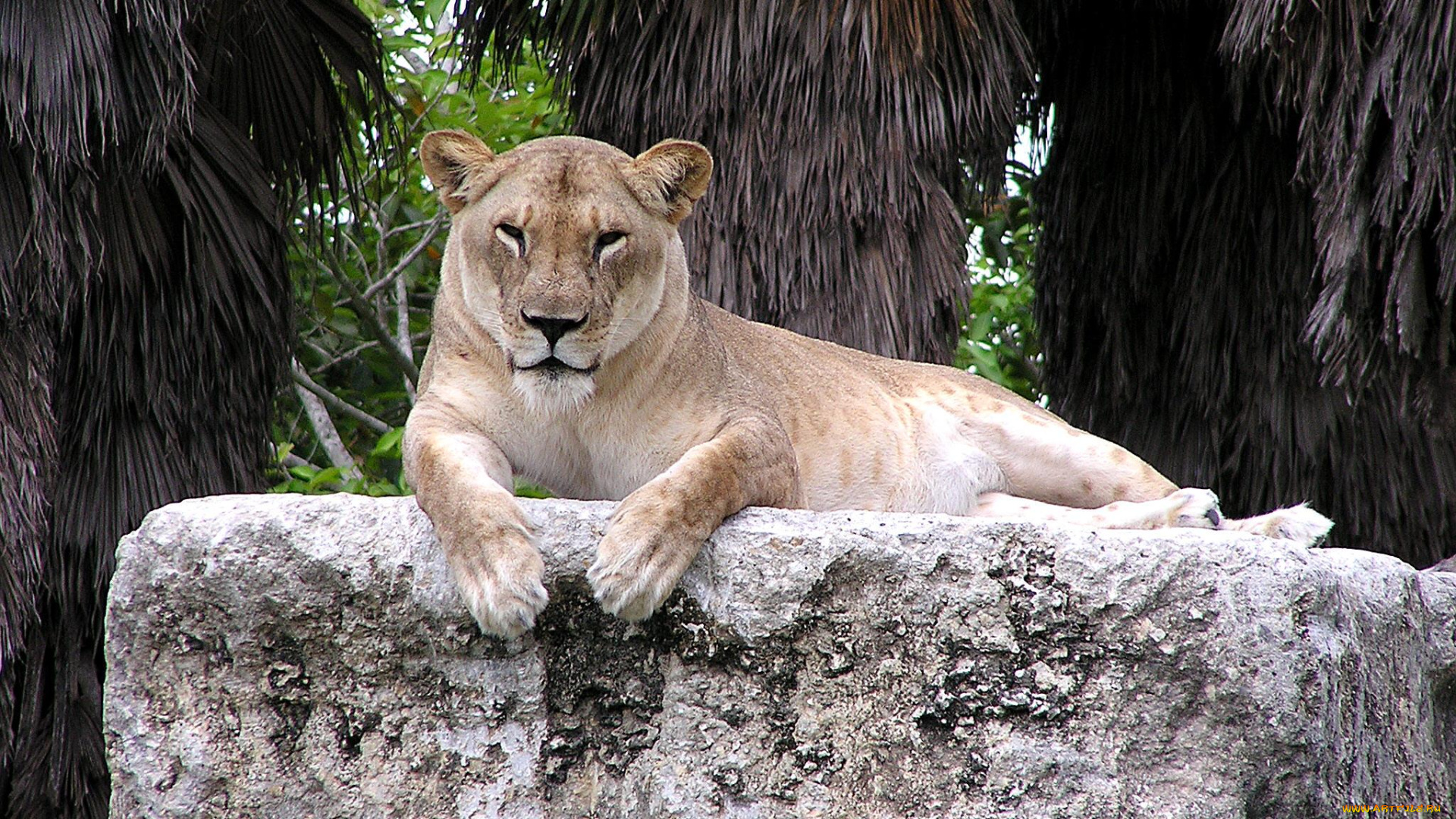 животные, львы