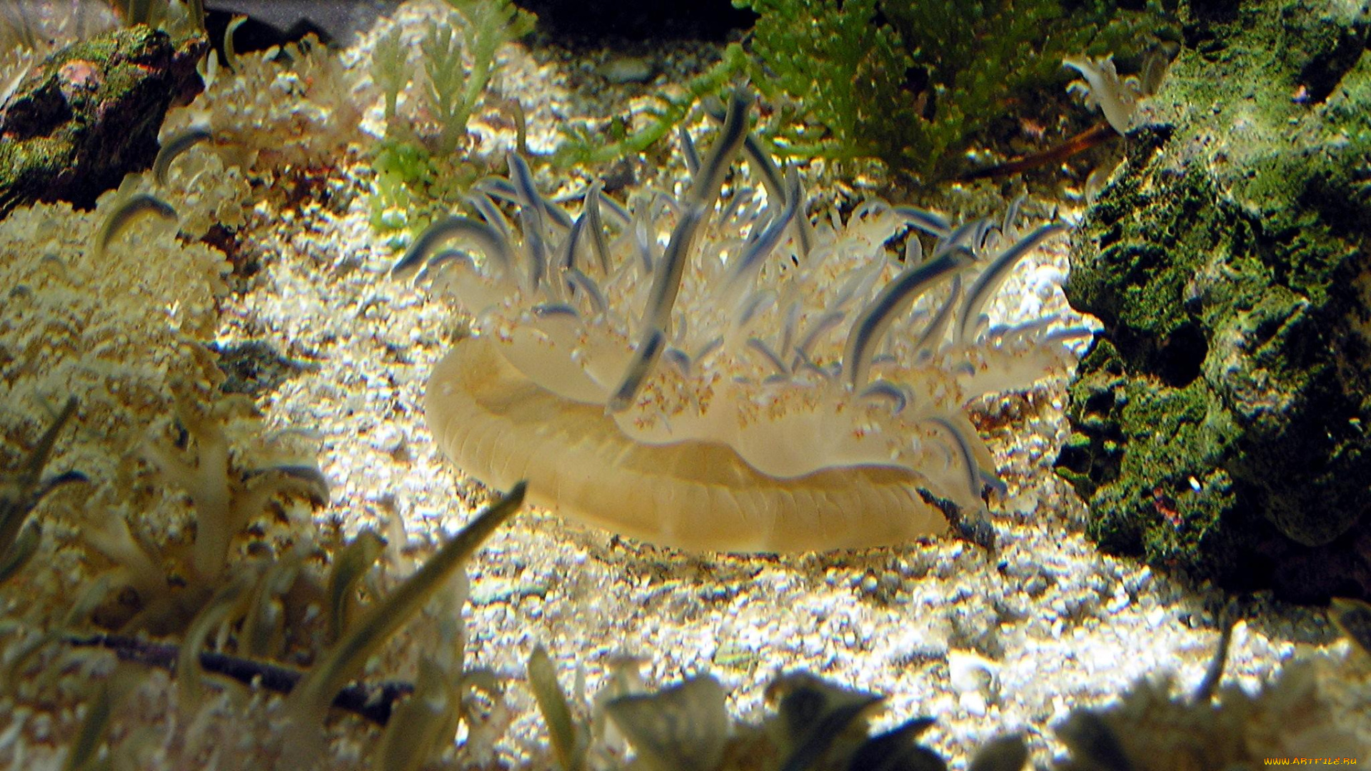 животные, морская, фауна