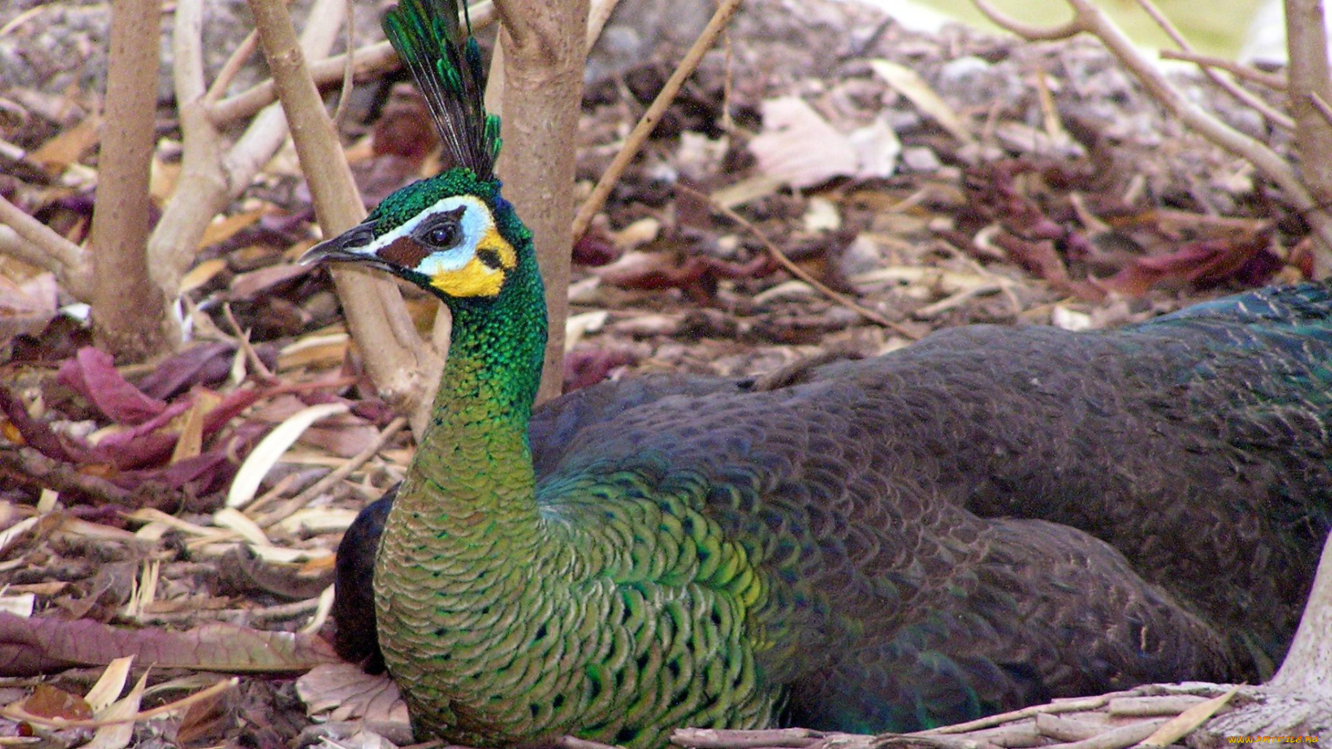 животные, павлины