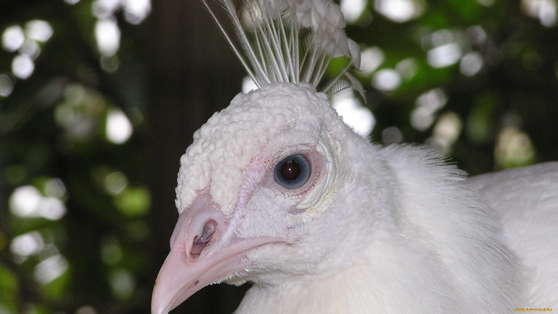 животные, павлины