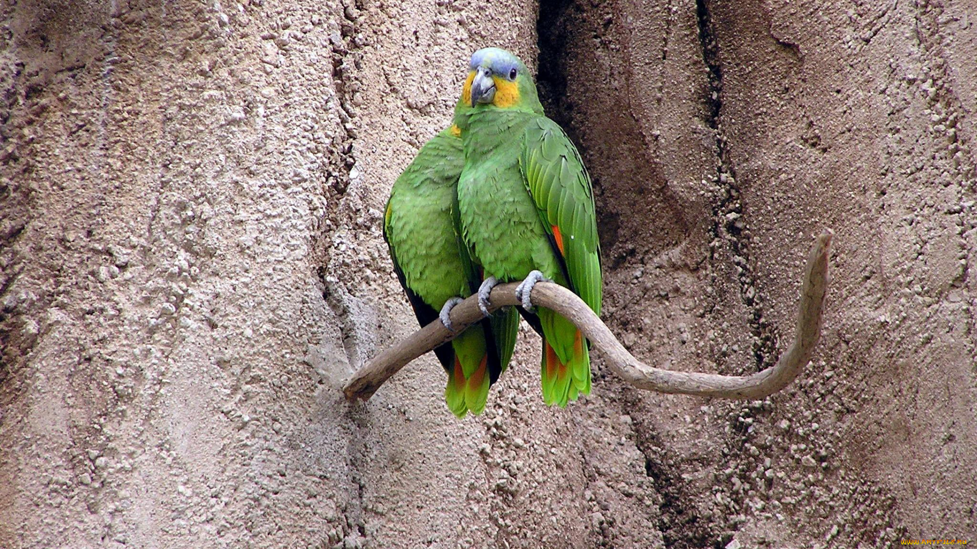 животные, попугаи